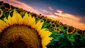 Sunflower Dream - Colorado