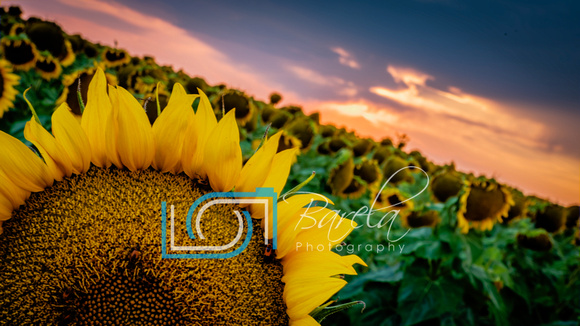 Sunflower Dream - Colorado