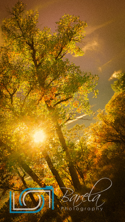 Fall Tree Glow - Colorado