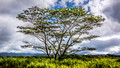 Monkey Pod Tree - Oahu Hawaii