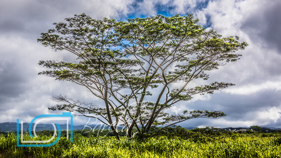 Monkey Pod Tree - Oahu Hawaii