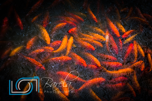 Koi Fish - Oahu Hawaii