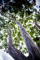 Rainbow Eucalyptus - Oahu Hawaii