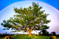 Debbie's Tree - Powell, Wyoming